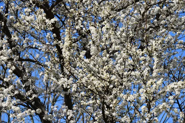 Belas Flores Brancas Flor Árvore Vista Perto — Fotografia de Stock