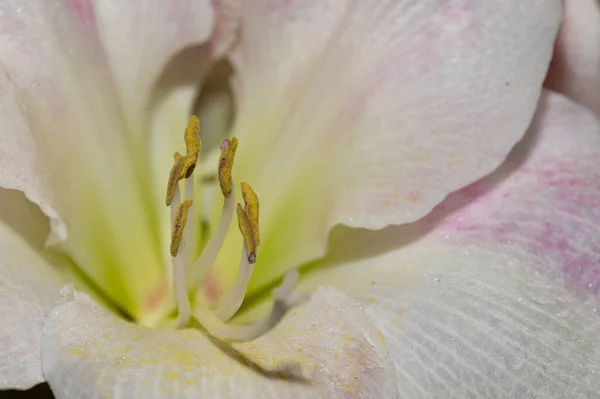 Piękny Botaniczny Strzał Naturalna Tapeta Liliowy Kwiat — Zdjęcie stockowe