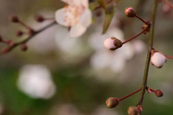 Красиві Білі Квіти Розквіт Дерева Вид Крупним Планом — стокове фото
