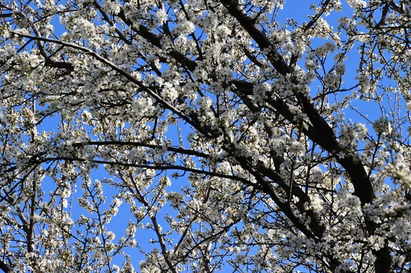 Piękne Białe Kwiaty Kwiat Drzewa Widok Bliska — Zdjęcie stockowe