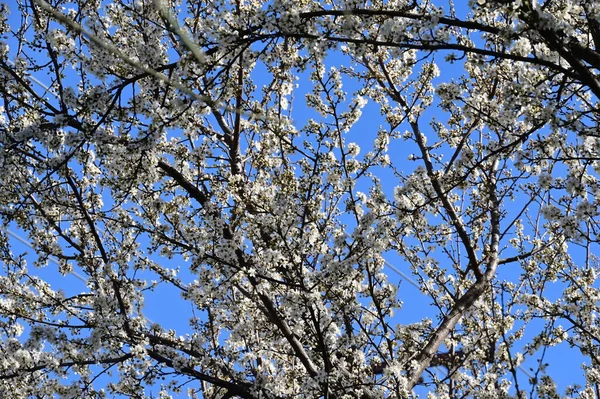 Piękne Białe Kwiaty Kwiat Drzewa Widok Bliska — Zdjęcie stockowe