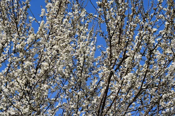 Красивые Белые Цветы Цветок Дерева Закрыть Вид — стоковое фото