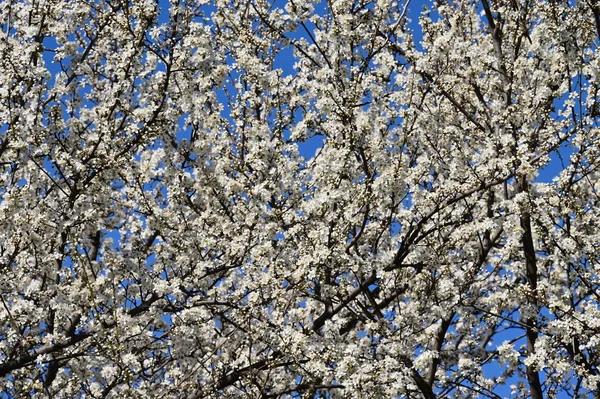 美丽的白色花朵 树木开花 — 图库照片