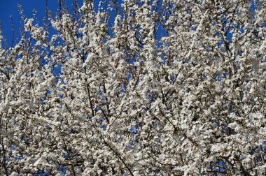 Bahar mevsiminde güzel kiraz çiçekleri
