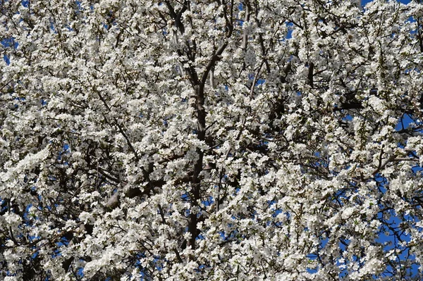 Krásné Třešňové Květy Jaře — Stock fotografie