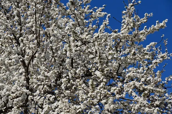 Красивий Вишневий Цвіт Весняний Сезон — стокове фото