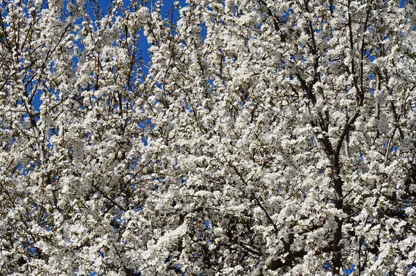 春の桜の季節 — ストック写真
