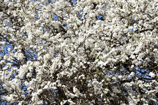 Belle Floraison Cerisier Printemps — Photo