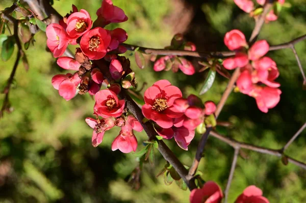 Beautiful Spring Pink Flowers Garden — ストック写真