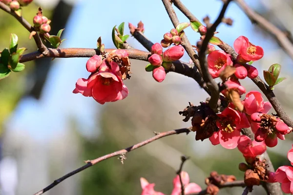 beautiful spring pink flowers in the garden