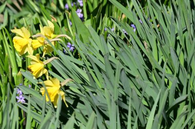 beautiful daffodils, spring background.