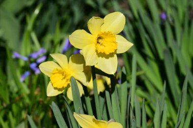 beautiful daffodils, spring background.