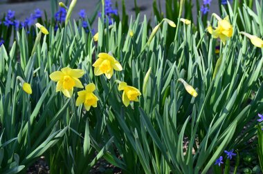 beautiful daffodils, spring background.