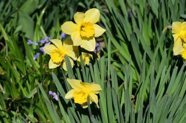 beautiful daffodils, spring background.