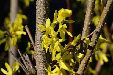 winter jasmine  flowers, close up