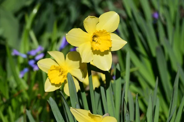 Vackra Påskliljor Våren Bakgrund — Stockfoto