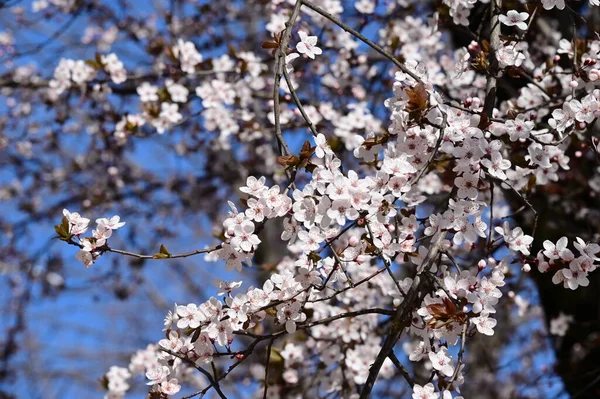 Krásné Třešňové Květy Jaře — Stock fotografie
