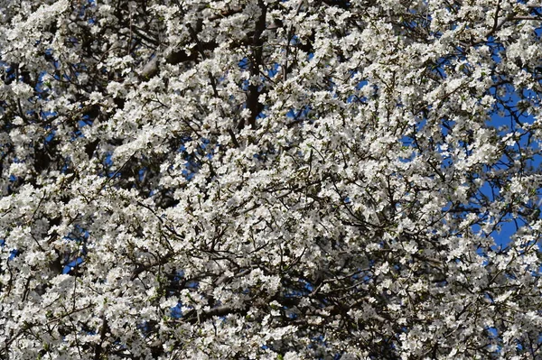 Belle Floraison Cerisier Printemps — Photo