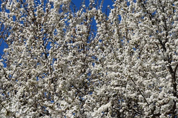春天美丽的樱花 — 图库照片