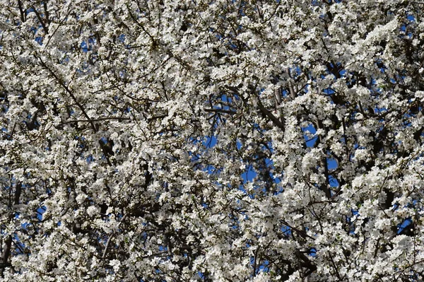 春天美丽的樱花 — 图库照片