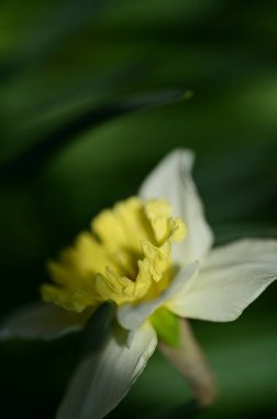 Bahçedeki sarı nergis çiçeği