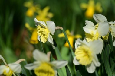 beautiful daffodils, spring background.