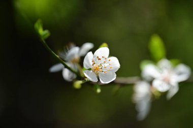 Güzel beyaz çiçekler, ağaç çiçeği, doğa.
