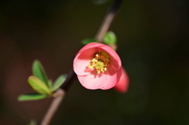 Bahar çiçekleri, ağaç dalındaki çiçekler 