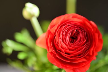 Bahçedeki güzel, parlak çiçek.