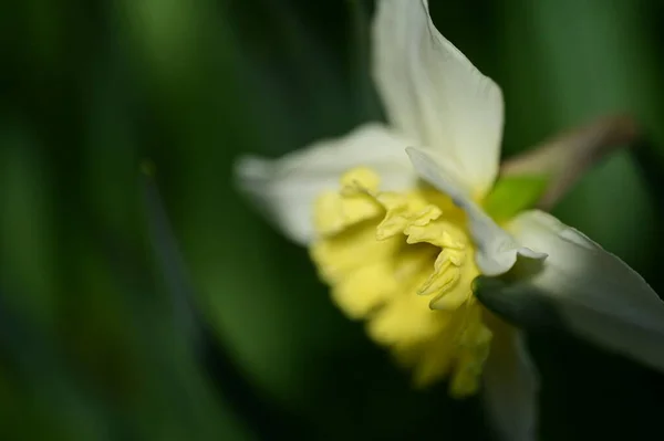 Fiore Narciso Giallo Giardino — Foto Stock