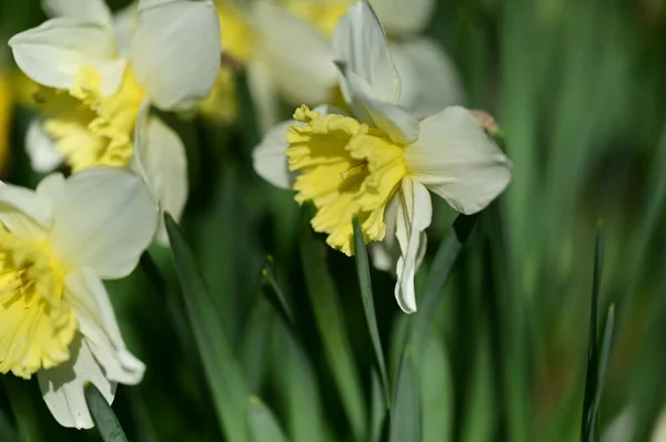 Beautiful Daffodils Spring Background — Stok fotoğraf