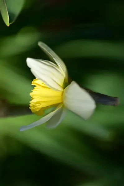 Bahçedeki Sarı Nergis Çiçeği — Stok fotoğraf
