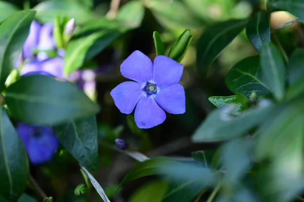 Vackra Lila Blommor Trädgården — Stockfoto