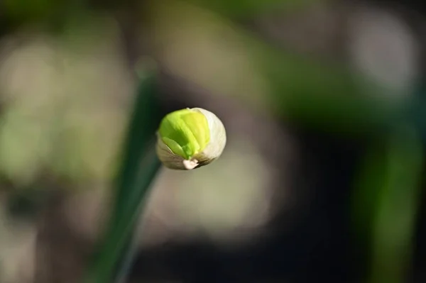庭の黄色いダフォジルの花 — ストック写真