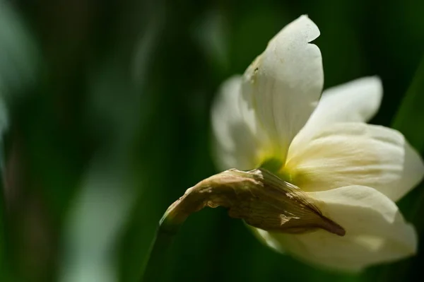 庭の黄色いダフォジルの花 — ストック写真