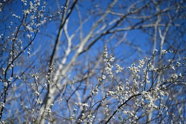 Belas Flores Brancas Flor Árvore Natureza — Fotografia de Stock