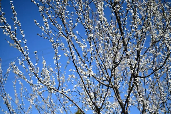 美しい白い花木の花自然 — ストック写真