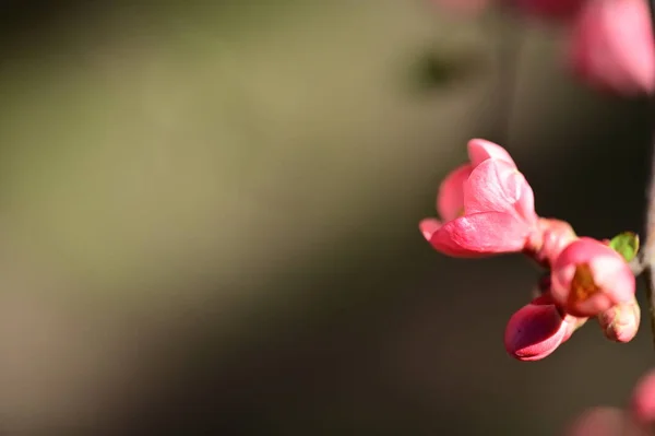Όμορφα Ροζ Λουλούδια Άνοιξη Ανθίζουν Φόντο Της Φύσης — Φωτογραφία Αρχείου