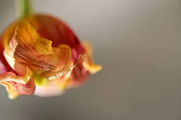 Zbliżenie Suchego Kwiatu — Zdjęcie stockowe