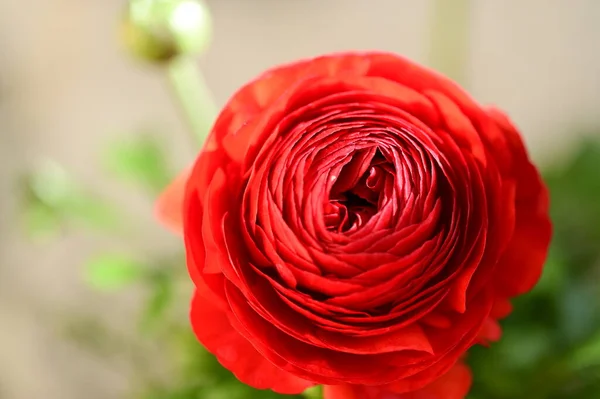 stock image beautiful  bright flower in the garden