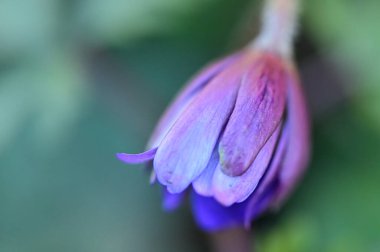 Bahçedeki güzel çiçek