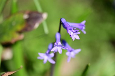 Bahçedeki güzel çiçek
