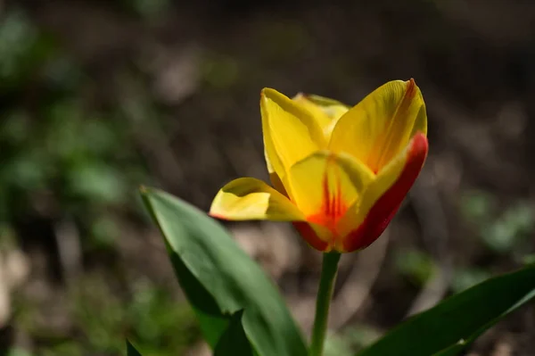 庭の美しい黄色のチューリップ — ストック写真