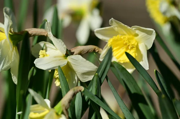 Vackra Påskliljor Våren Bakgrund — Stockfoto