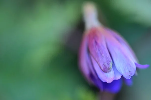 Hermosa Flor Jardín —  Fotos de Stock