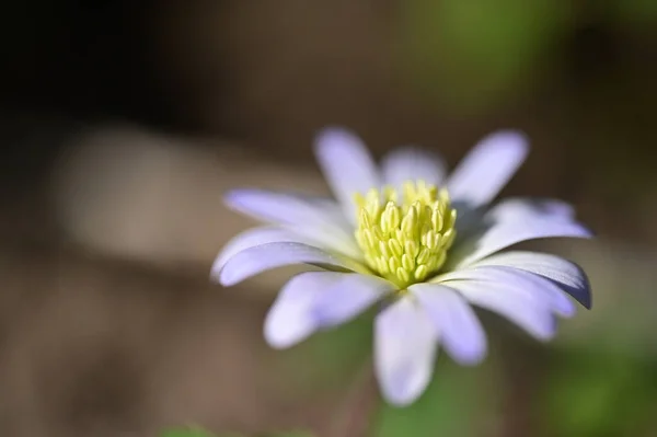 Piękny Kwiat Ogrodzie — Zdjęcie stockowe