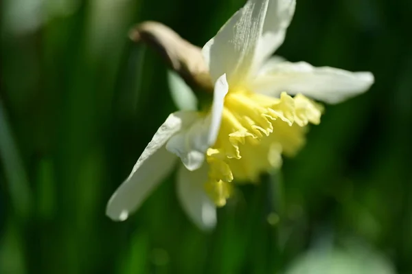 Stock image yellow daffodil flower in the garden