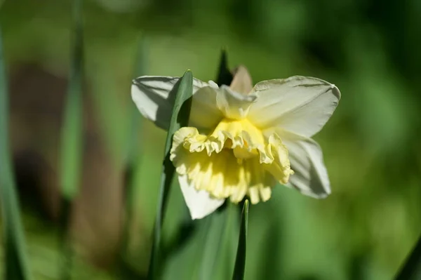 花园里的黄水仙花 — 图库照片