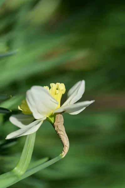 Κίτρινο Λουλούδι Ασφόδελου Στον Κήπο — Φωτογραφία Αρχείου