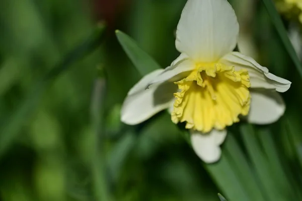 Gul Påsklilja Blomma Trädgården — Stockfoto